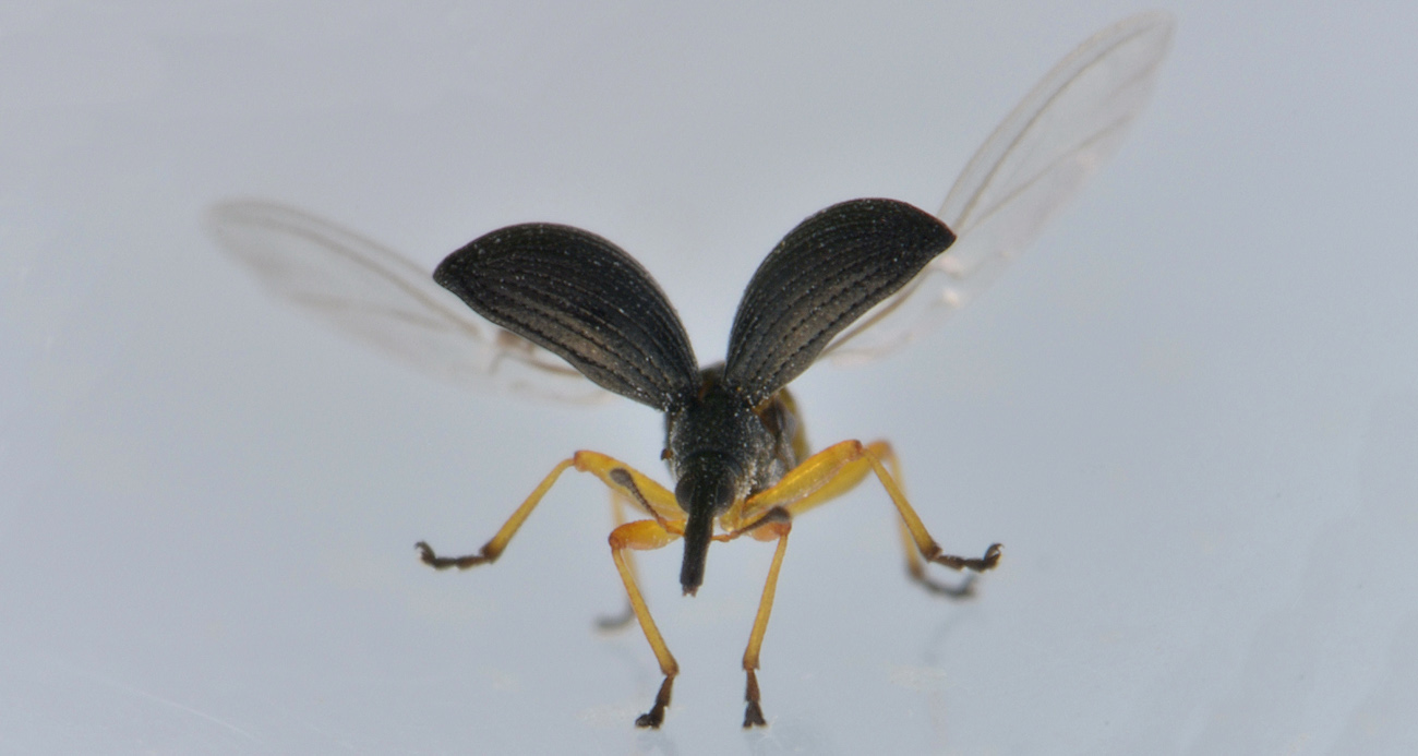 Apionidae:  Protapion fulvipes?    Sì !
